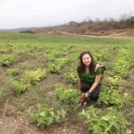 Oregano farm in Ecuador