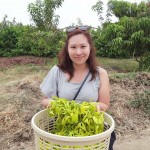 Ylang Ylang harvesting in Ecuador