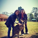 Sydney Wild Kangaroo